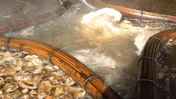 游玩龙舟和赛龙舟,中华龙舟赛游玩攻略