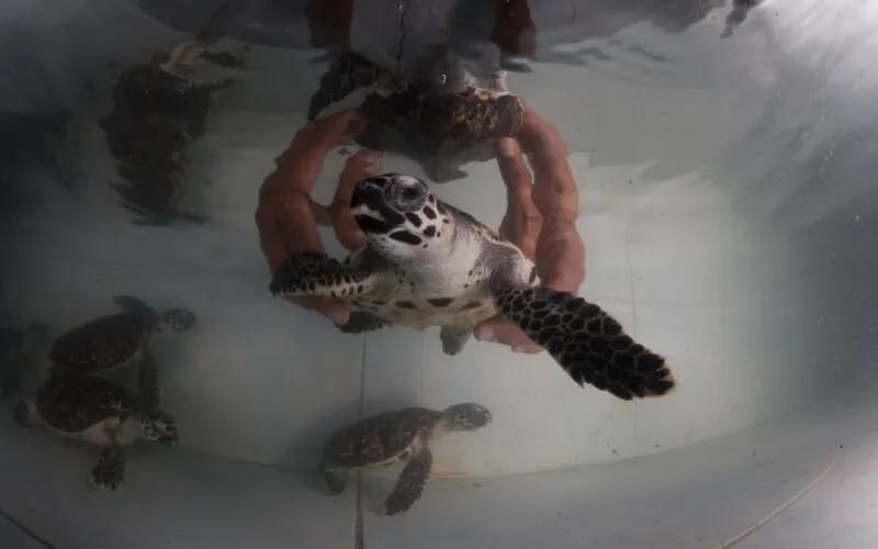 普吉岛和甲米旅游攻略,泰国苏梅岛普吉岛甲米哪个更好玩