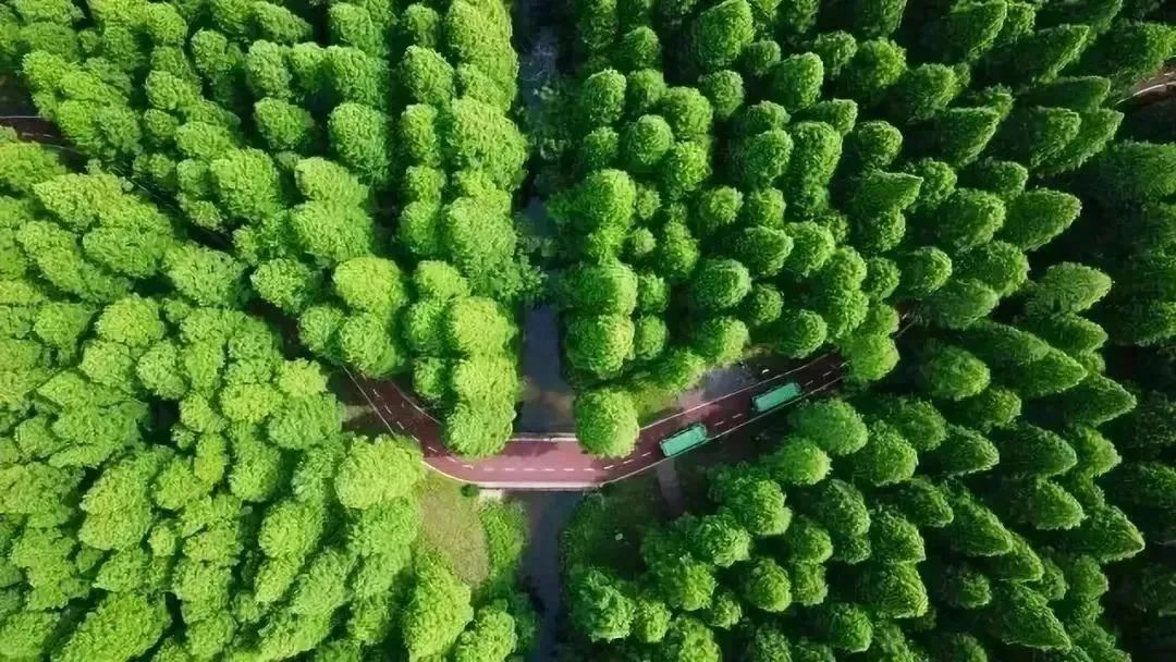 智慧林业关键技术有哪些,清研智行做什么的