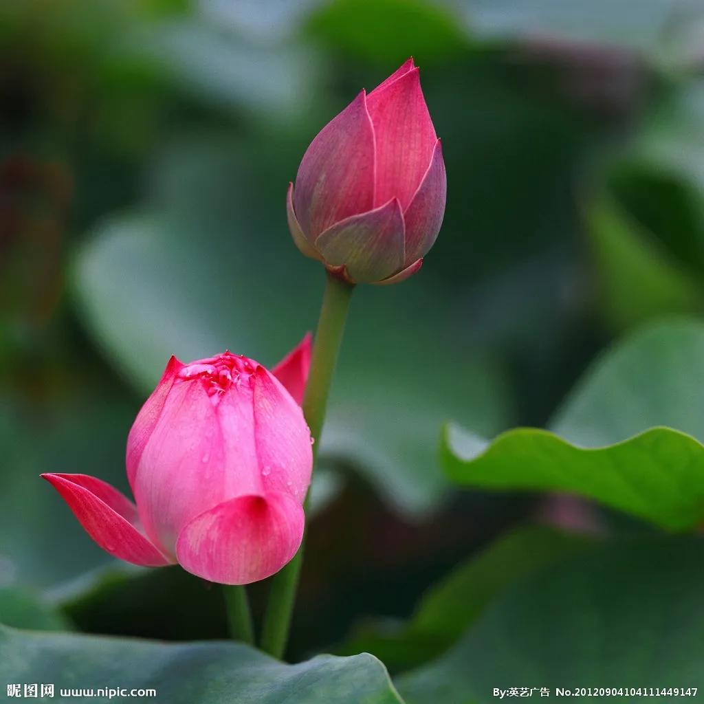这二十幅极品花卉越看越醉,超好看又耐看的花卉图