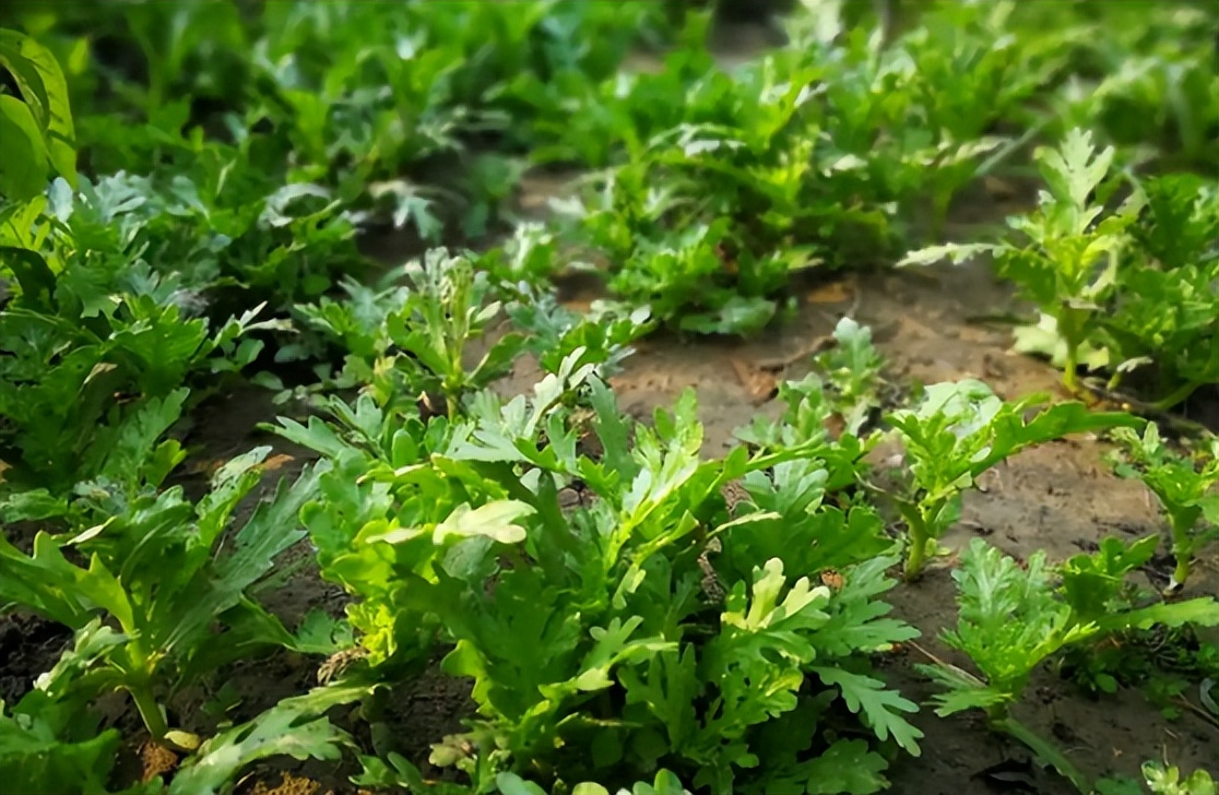 霜降前后4种菜还可以种,霜降最好的5种蔬菜