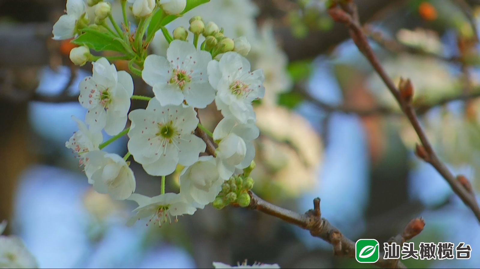 中山公园的樱花过季,中山公园百年一见的梨花