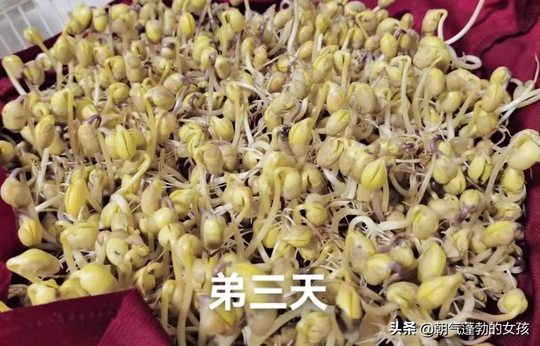 疫情在家种魔芋,疫情在家种葱的视频