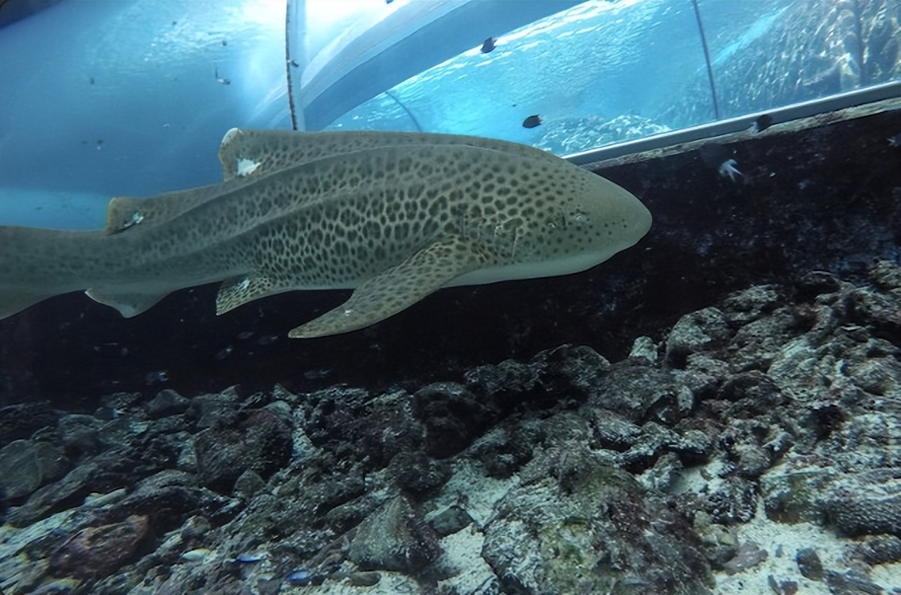雌性鳄鱼单独繁殖,世界首例雌鳄鱼