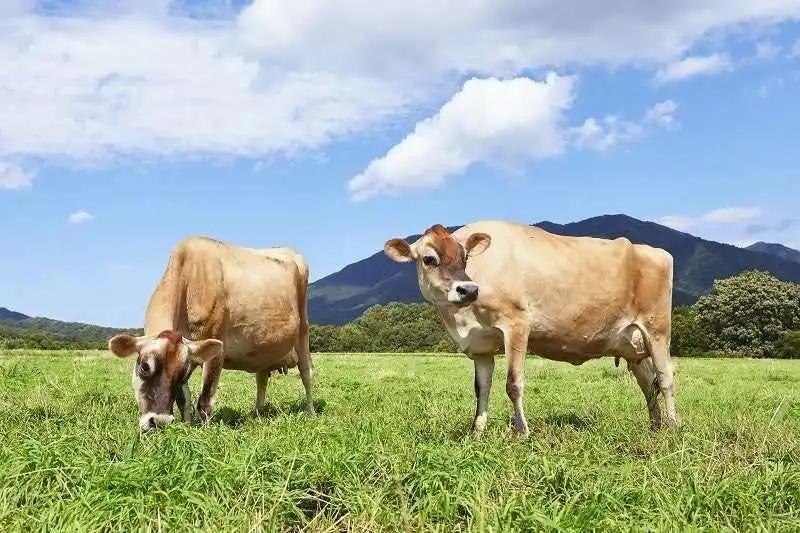 入选名人堂，销量破2亿，传奇布丁品牌的花样进击路