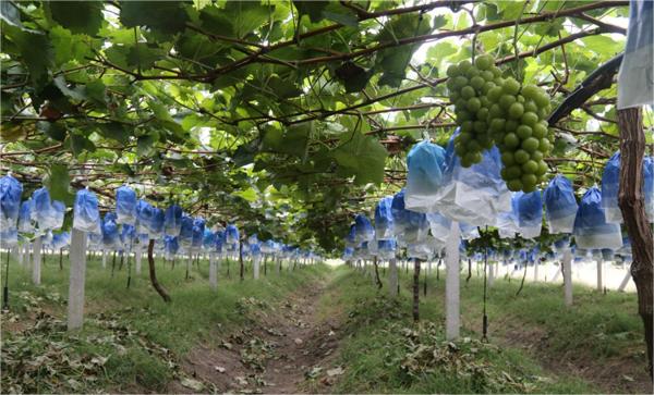 安徽灵璧的特产名称图片,安徽宿州灵璧特产有哪些