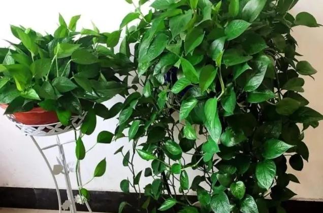 绿萝怎么养才能更旺盛不会变绿,绿萝怎么养才能更旺盛长更快
