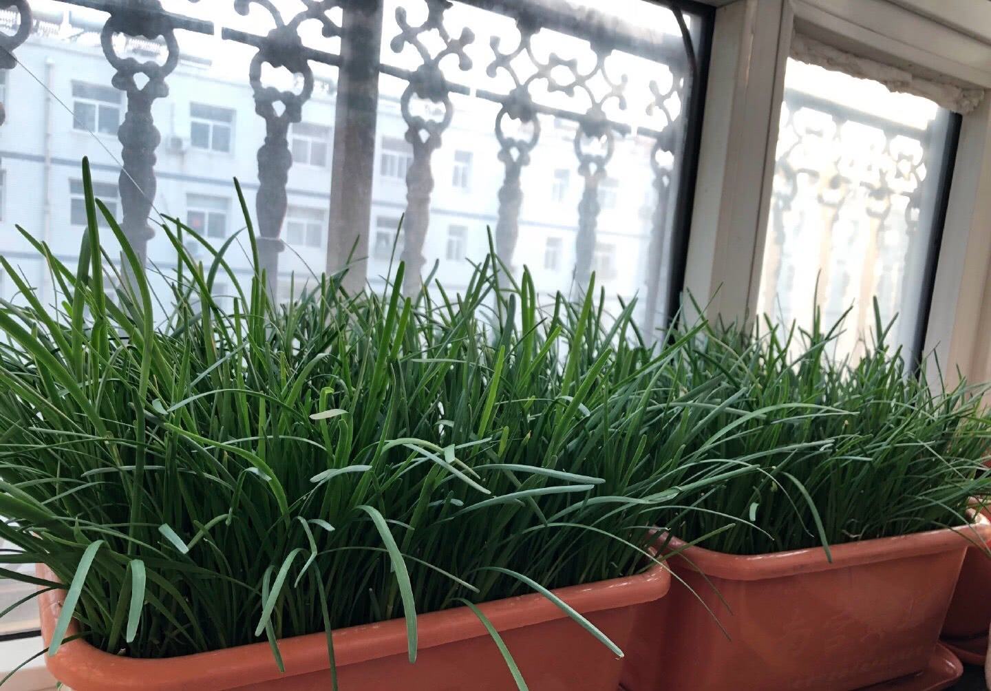 新种的韭菜第一茬一亩能割多少斤,韭菜种植高产方法分享越割越粗壮