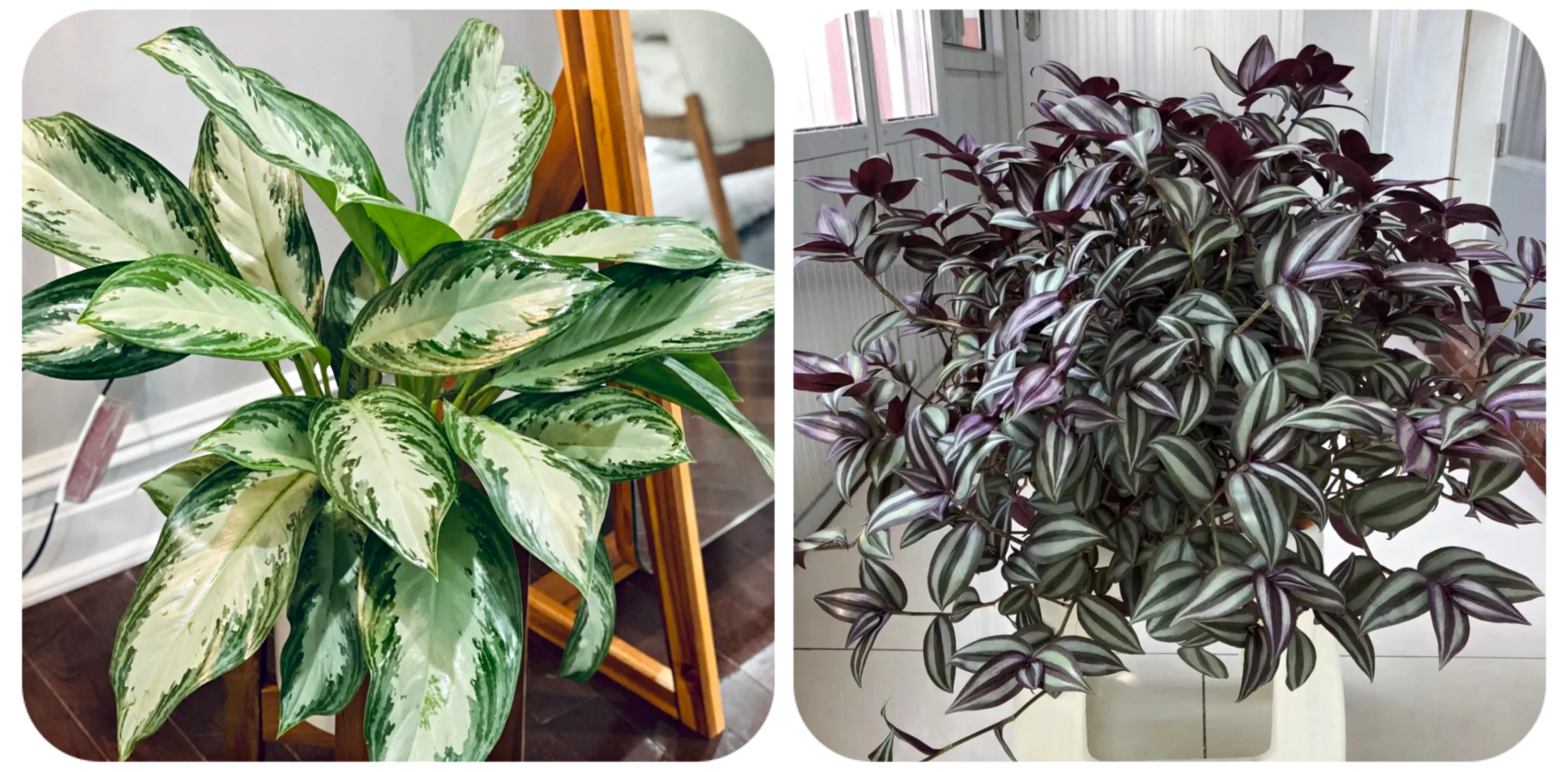 阳台上可以种什么蔬果,阳台上适合种的蔬果