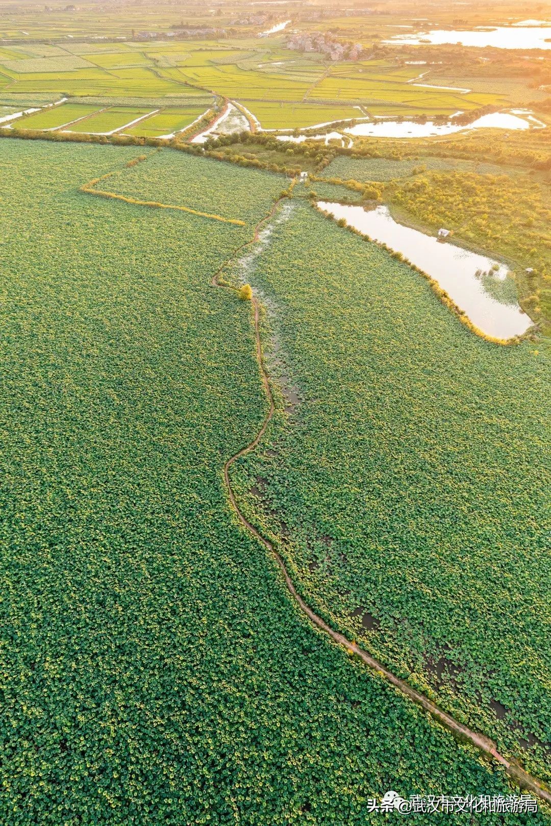 正宗九孔粉藕,武汉人大口喝藕汤的季节来了