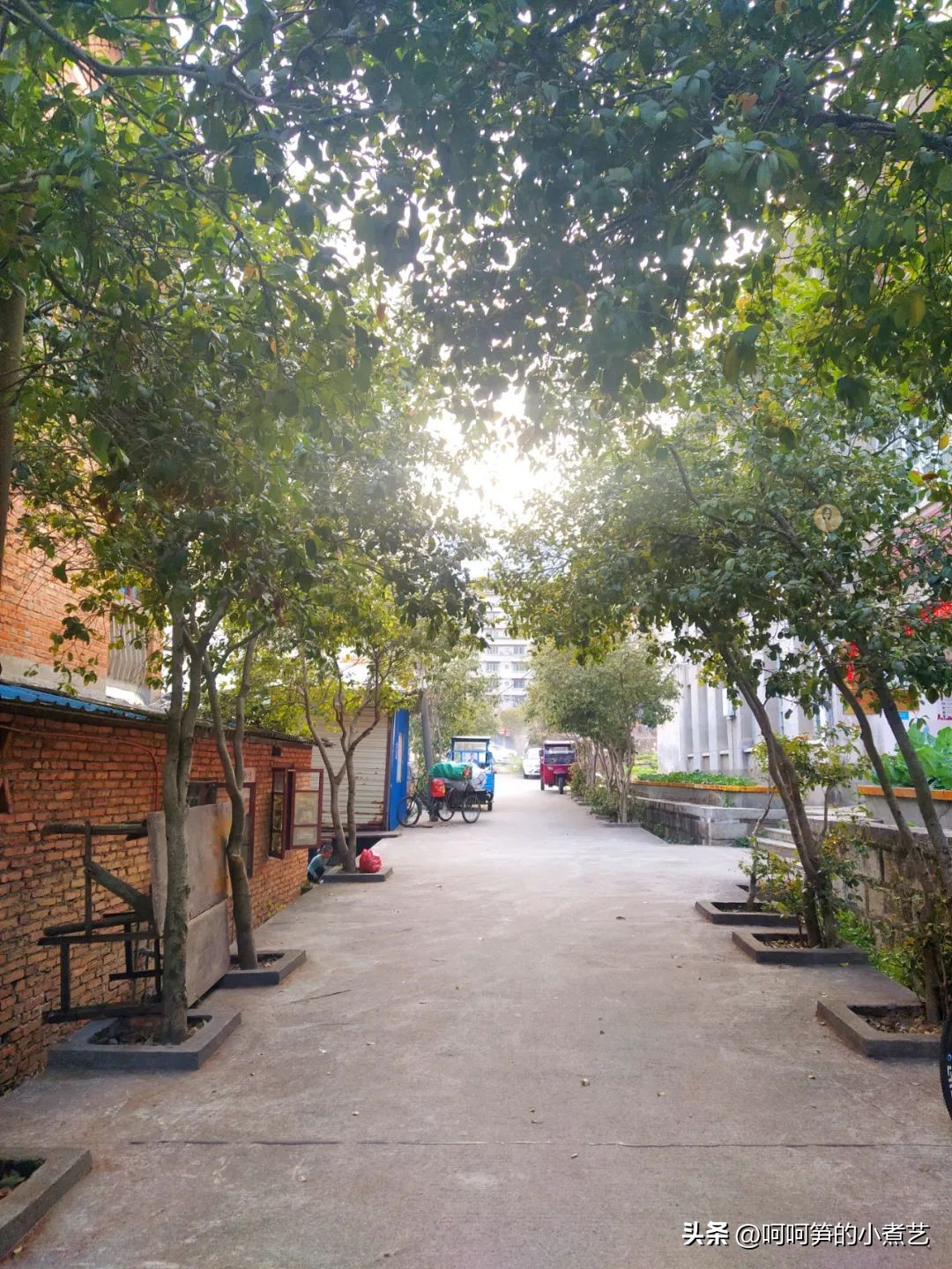 桂花米酒酒香浓郁,中秋桂花酒怎么酿得好