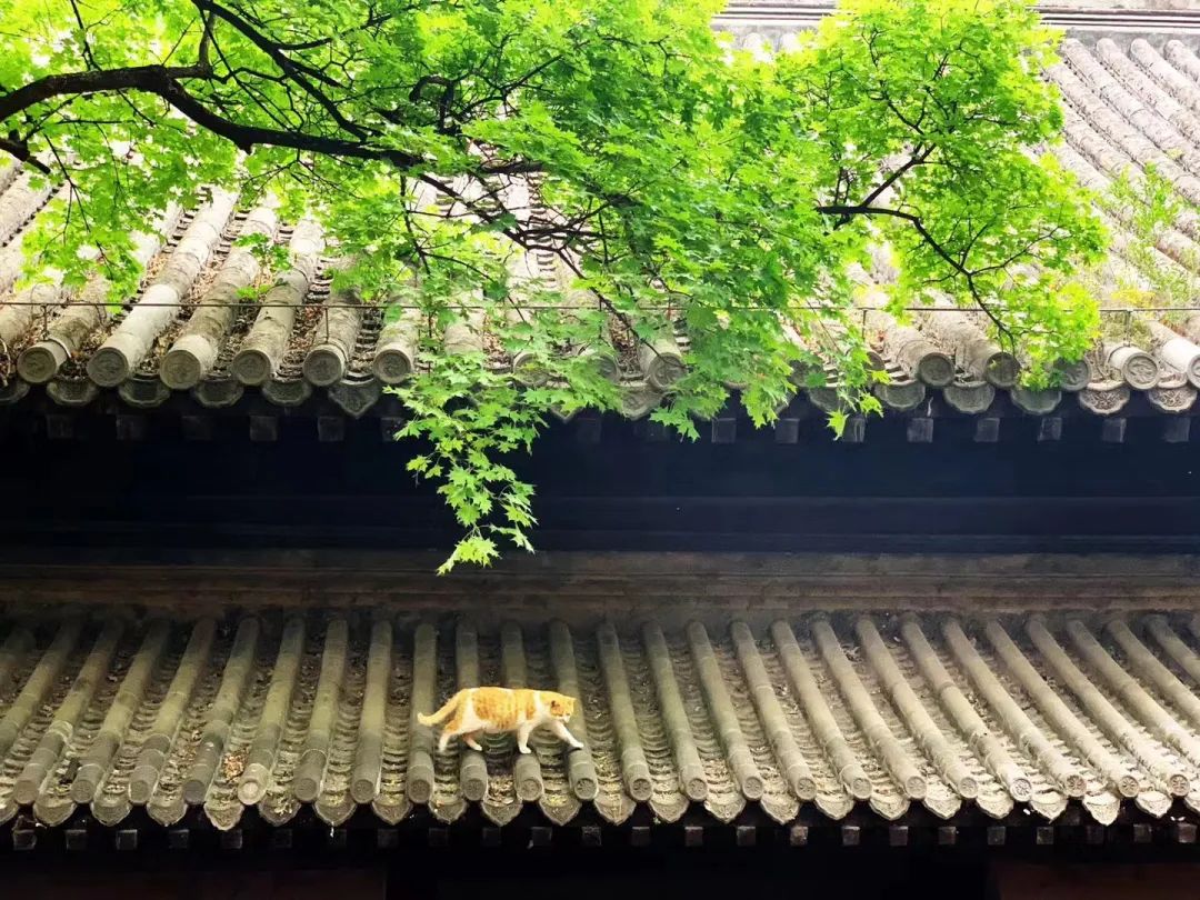 当一位普通北京市民「外头有猫了」