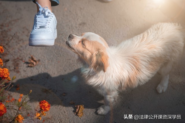 物业对小区养狗有哪些义务和责任,小区宠物管理物业有多大权利