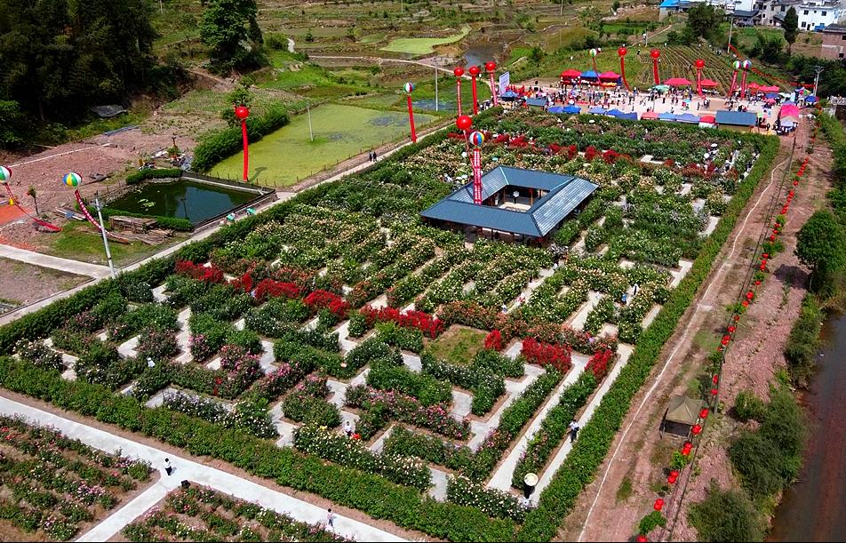 大寨玫瑰花海迷宫,花海迷宫大寨