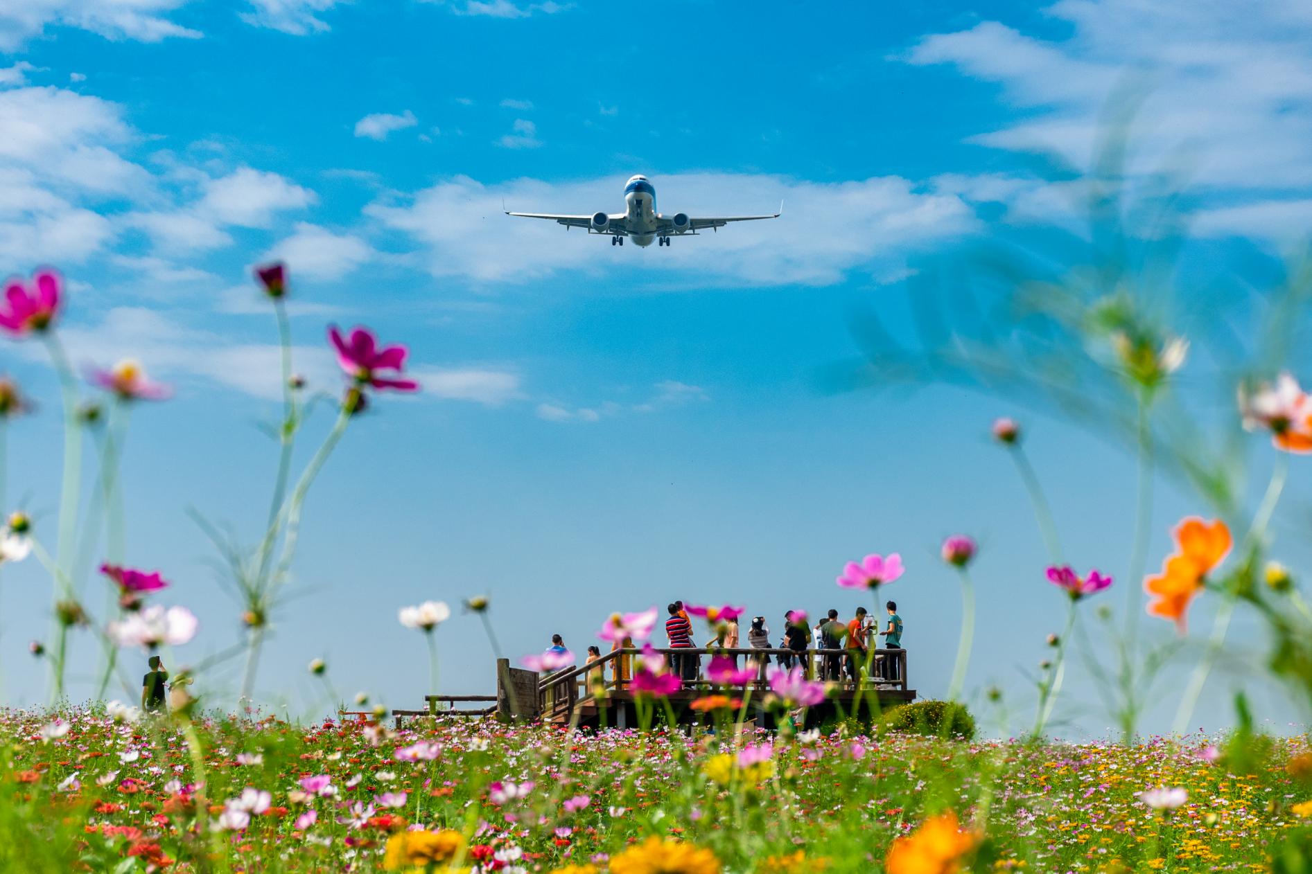 空港花田怎么免费开放,空港花田最新信息