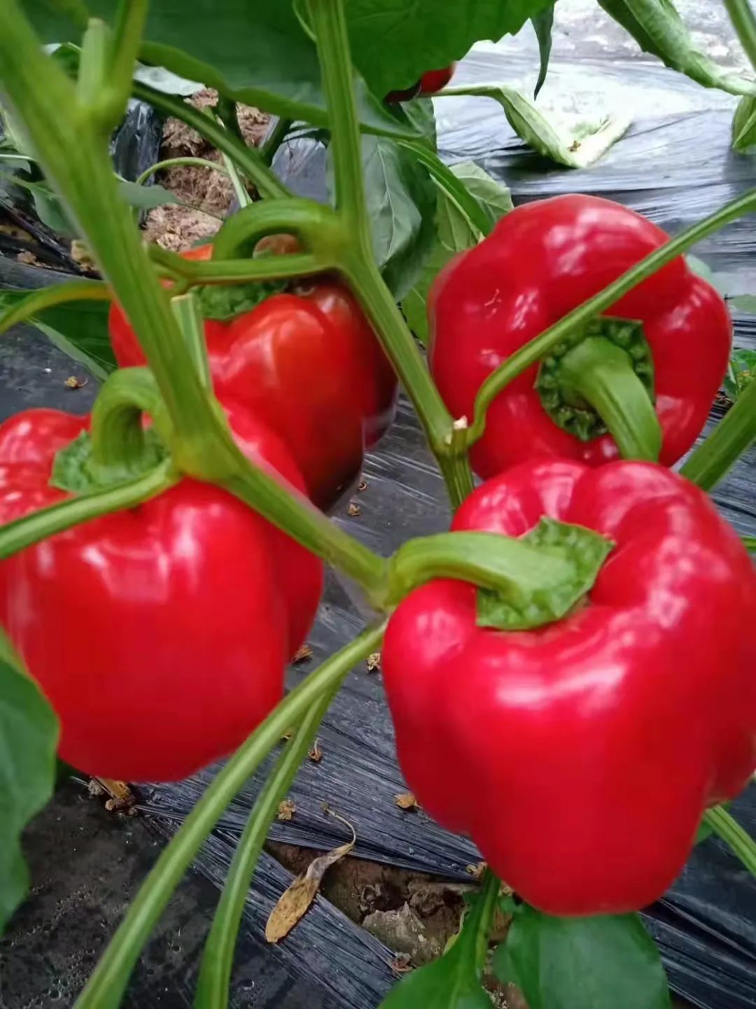 林善春：品牌让你走多远，你就能走多远|闽商封面人物