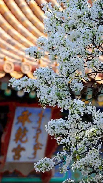 寂寞空庭春欲晚良儿没走,寂寞空庭春欲晚