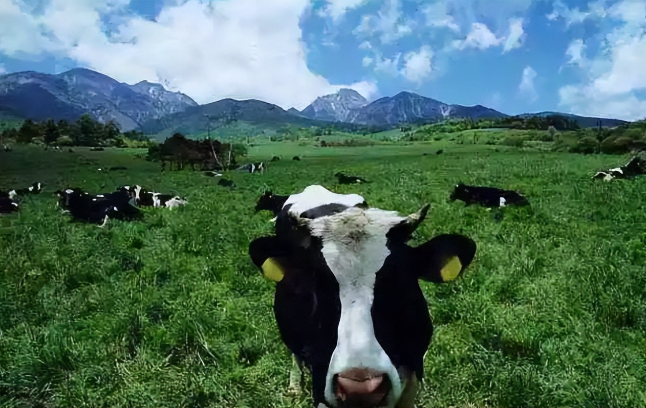 菊次郎的夏天电影表达了什么意义,菊次郎的夏天电影简单讲解