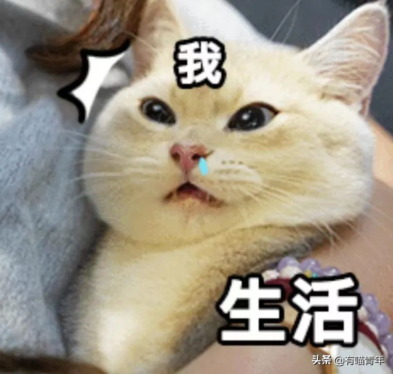 被央视曝光的猫粮,进口猫粮与国产猫粮能掺起来吃吗