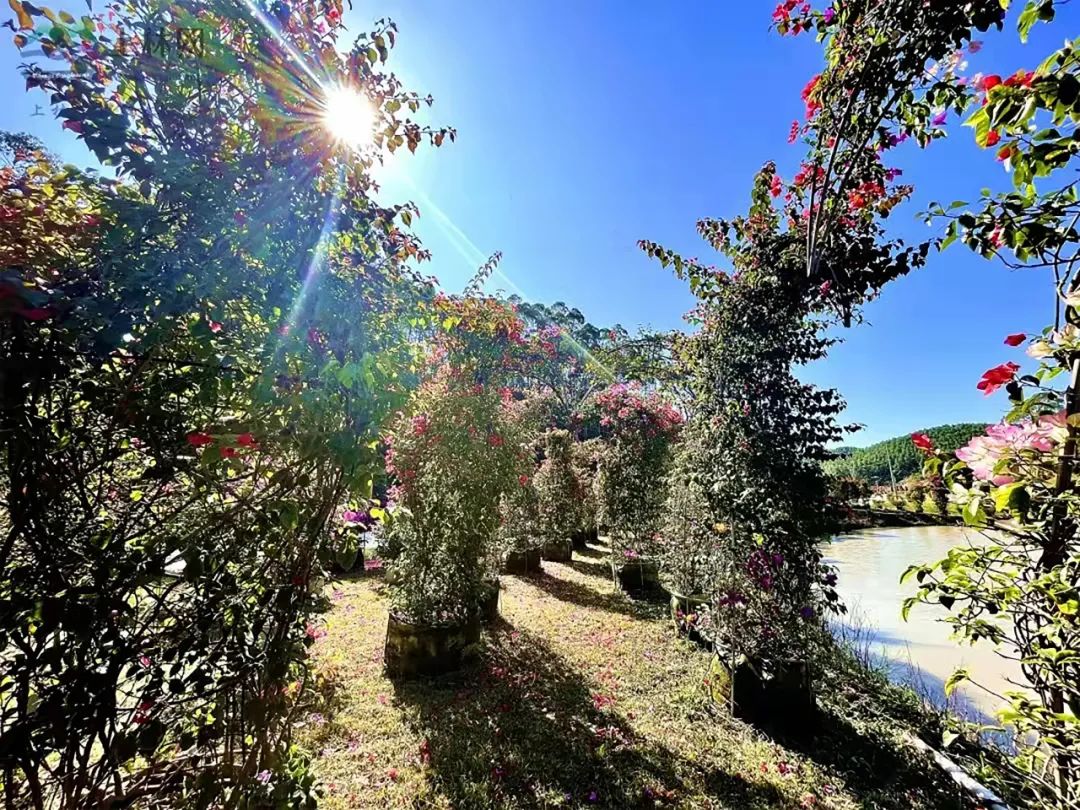 南宁徐霞客出游攻略,徐霞客在广西住了多少年