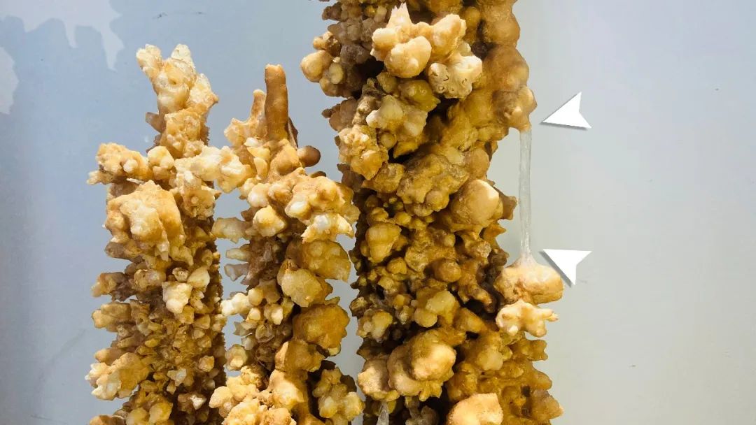 石钟乳和石笋颜色区别,石钟乳和石笋的区别