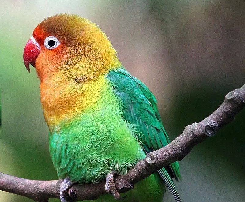 普阳绿城诚园发布会,武安普阳绿城诚园绿化现场