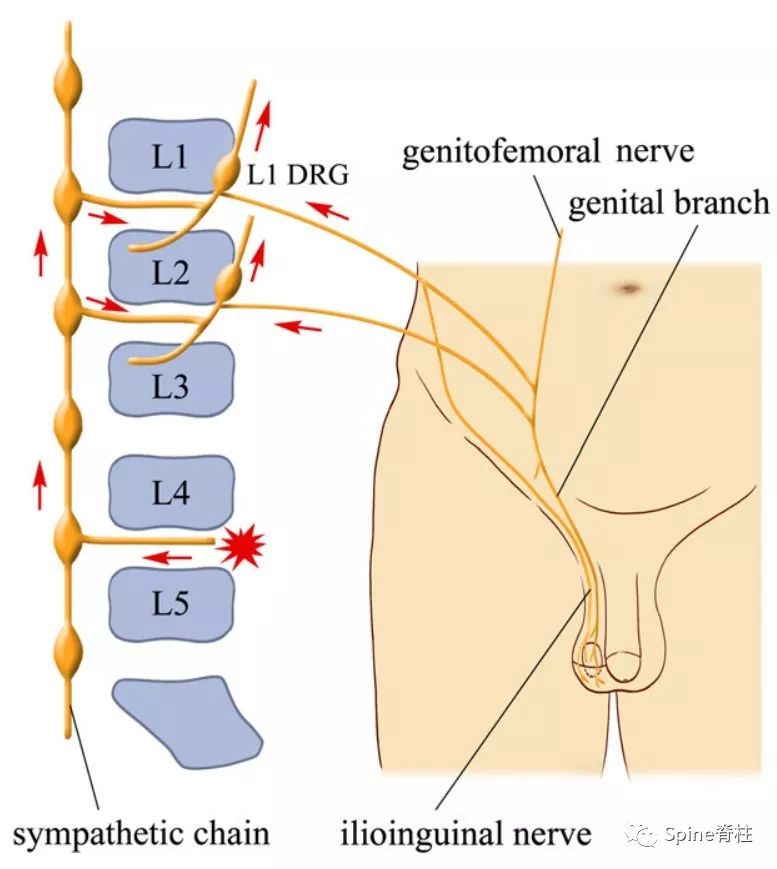 脊柱神经支配疼痛区域,脊柱神经支配的脏腑
