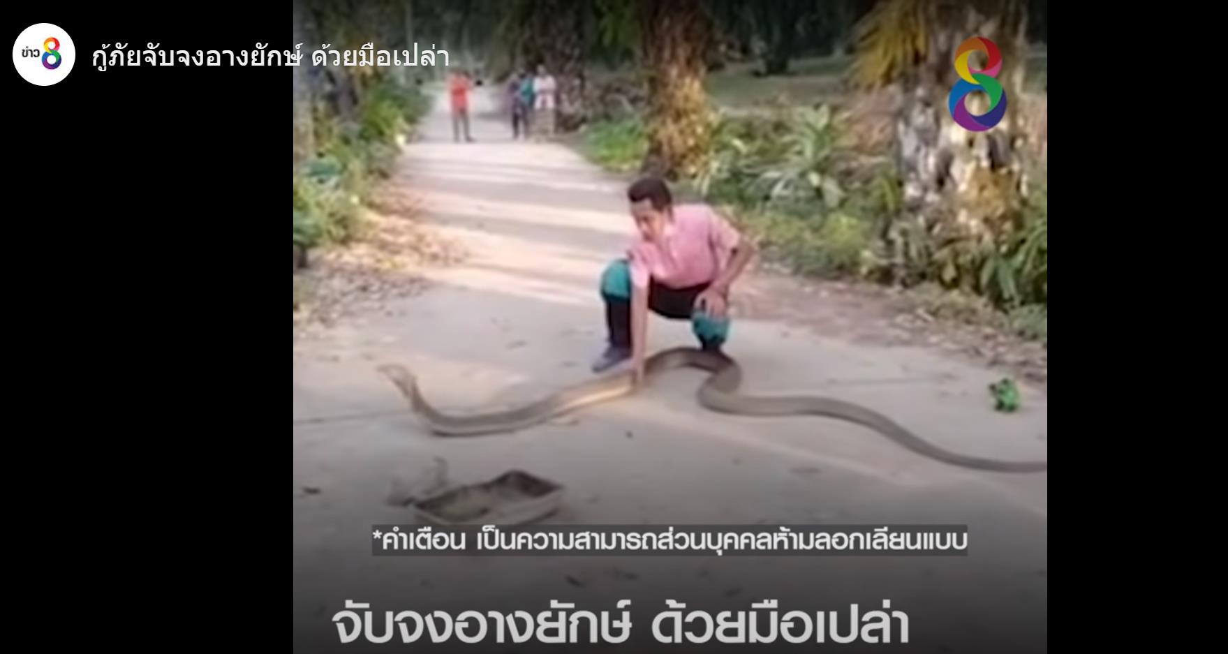 巨大眼镜王蛇被蛇獴杀死,泰国蛇王被咬死