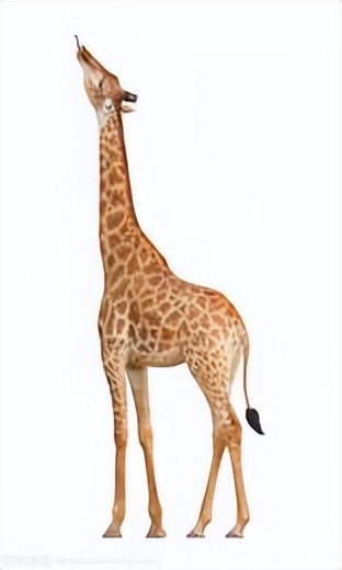 小学美术学科教资考试题库,人教版八年级上册美术复习资料