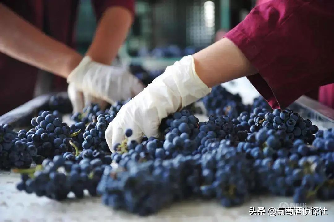 正宗葡萄酒酿造法,葡萄酒酿造步骤精简
