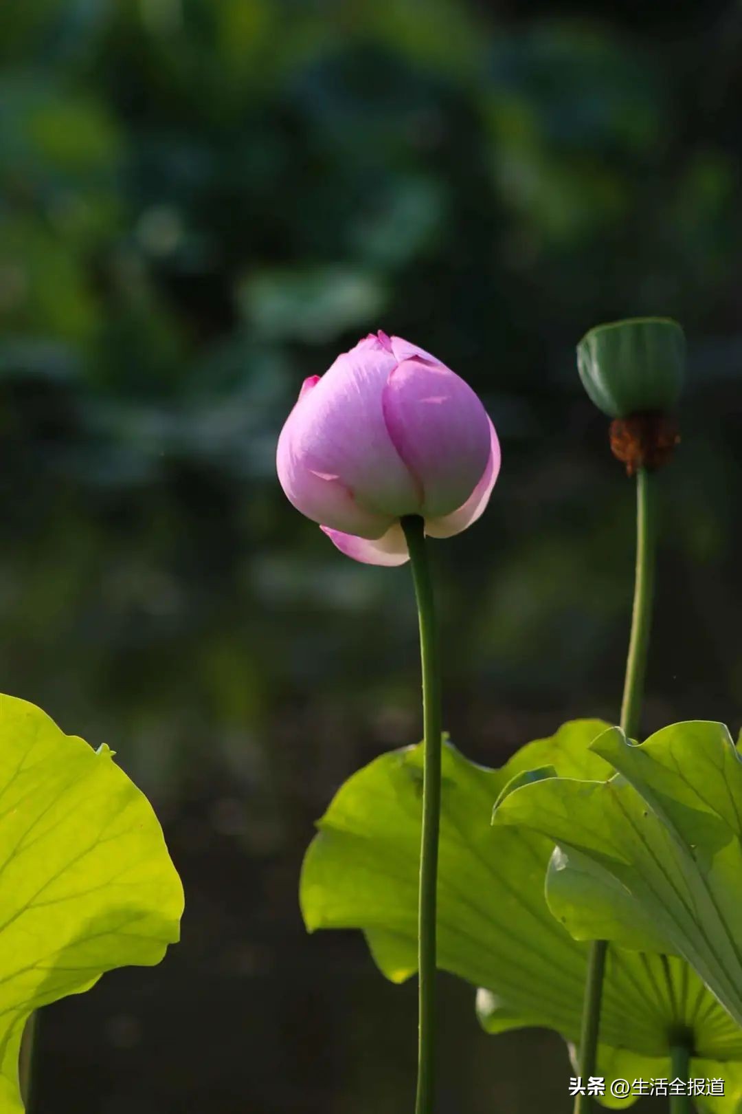 荷花是最好的中药,荷花全身有哪些药用价值