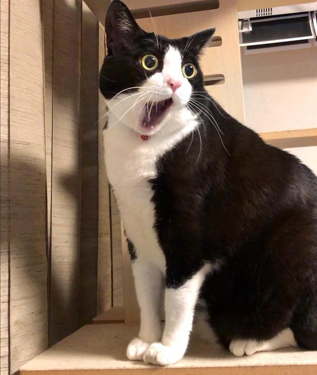 这5种猫很可怕一般不建议饲养,这5种猫很可怕不建议养