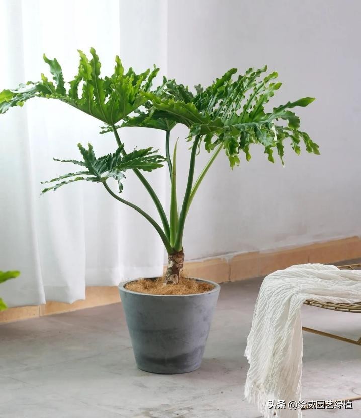 新房装修完买什么绿植比较好,装修好房子放什么绿植除甲醛好