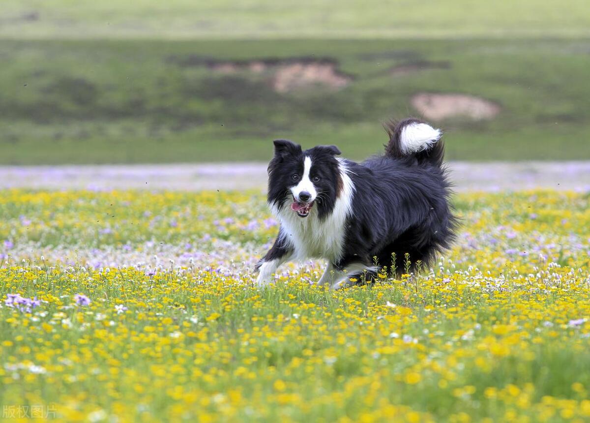 中华田园犬智商最高狗狗排名,宠物狗狗智商比拼top10