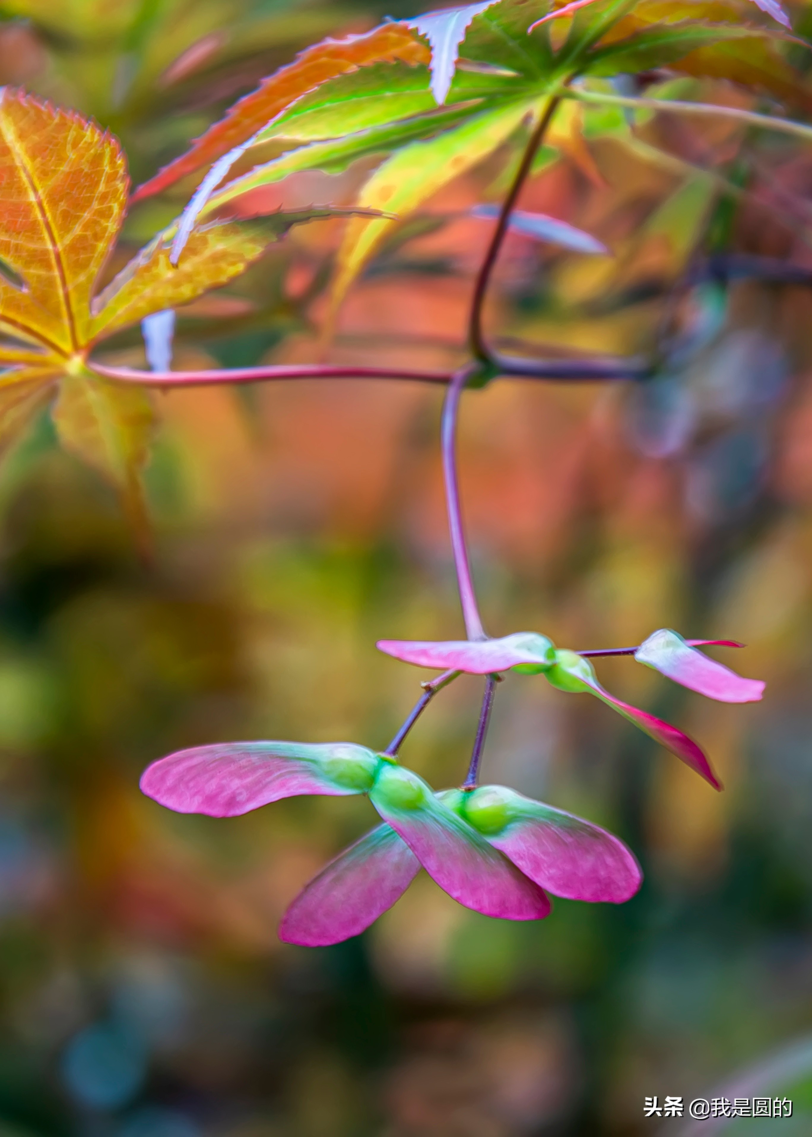 “五.一”树叶也很红（原创摄影+随笔300字）