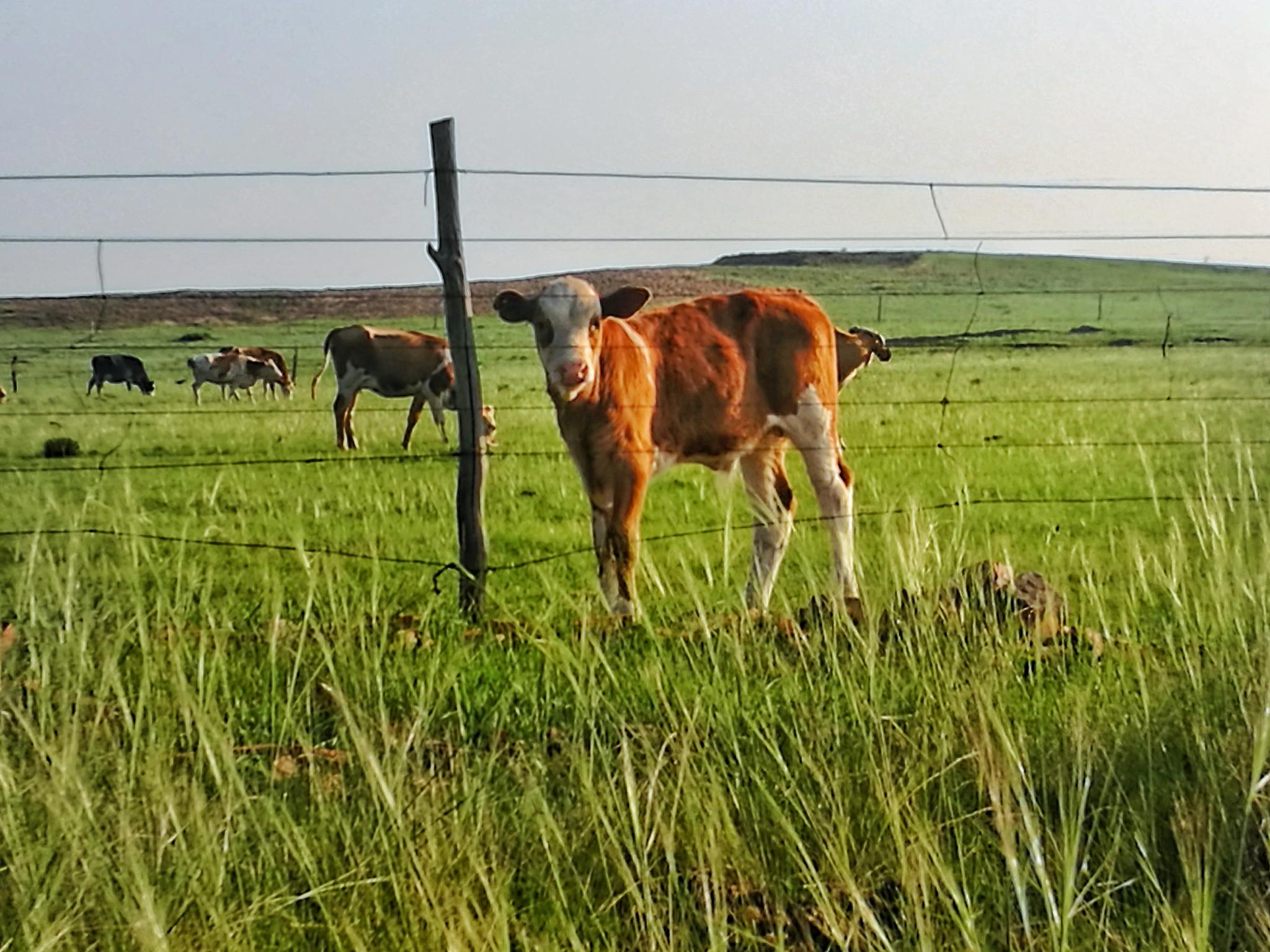 牛和马一起养可以吗,牛和牛一起养行吗