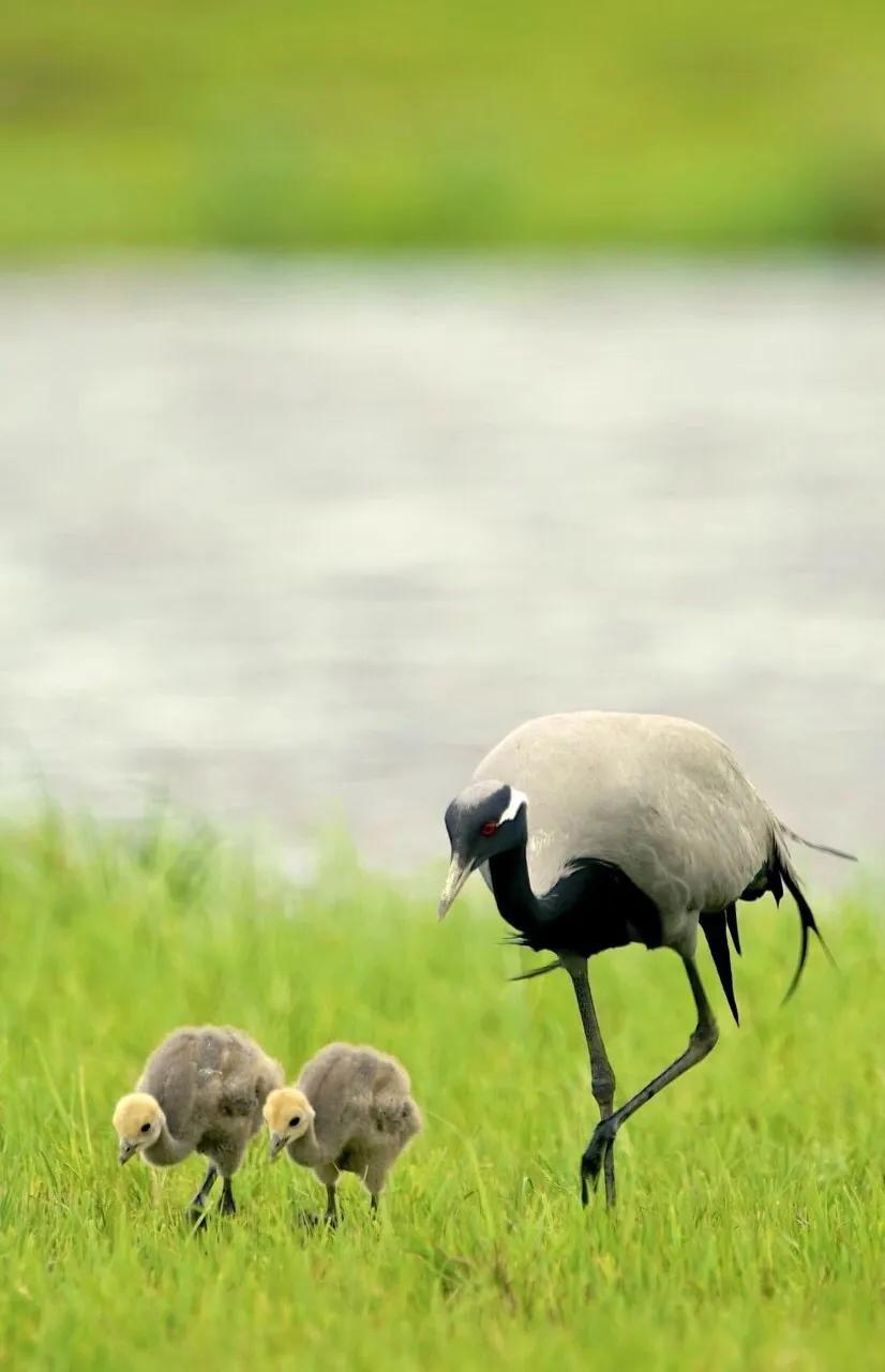 世界最美山水花鸟高清图片,精美山水花鸟图片大全