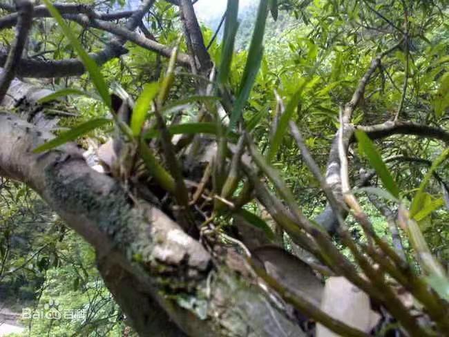 中药石斛对癌症有效吗,石斛清肺降火