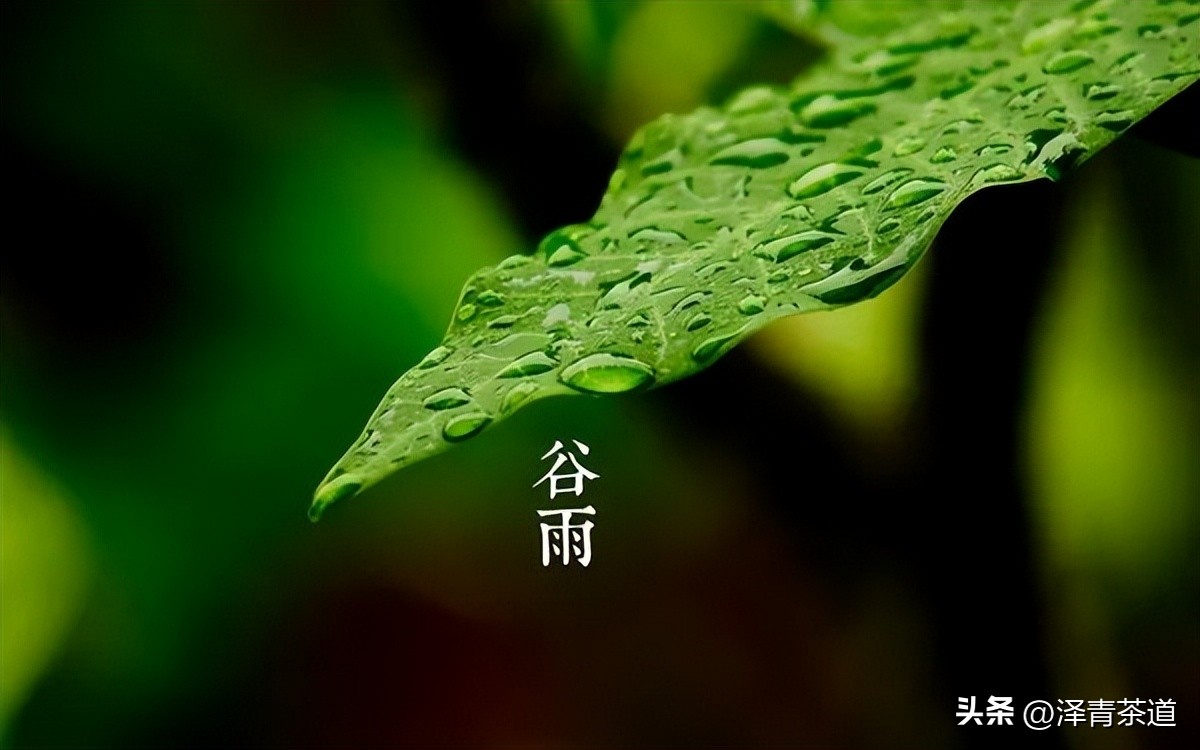 谷雨时节喝谷雨茶的寓意,过了谷雨的茶有什么区别