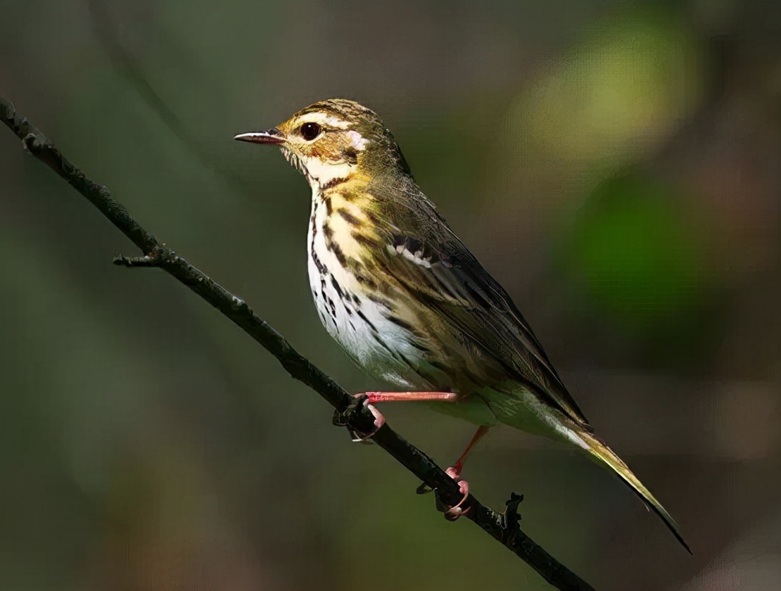 羽色最绚丽的鸟图片,鸟类雨后飞翔照片