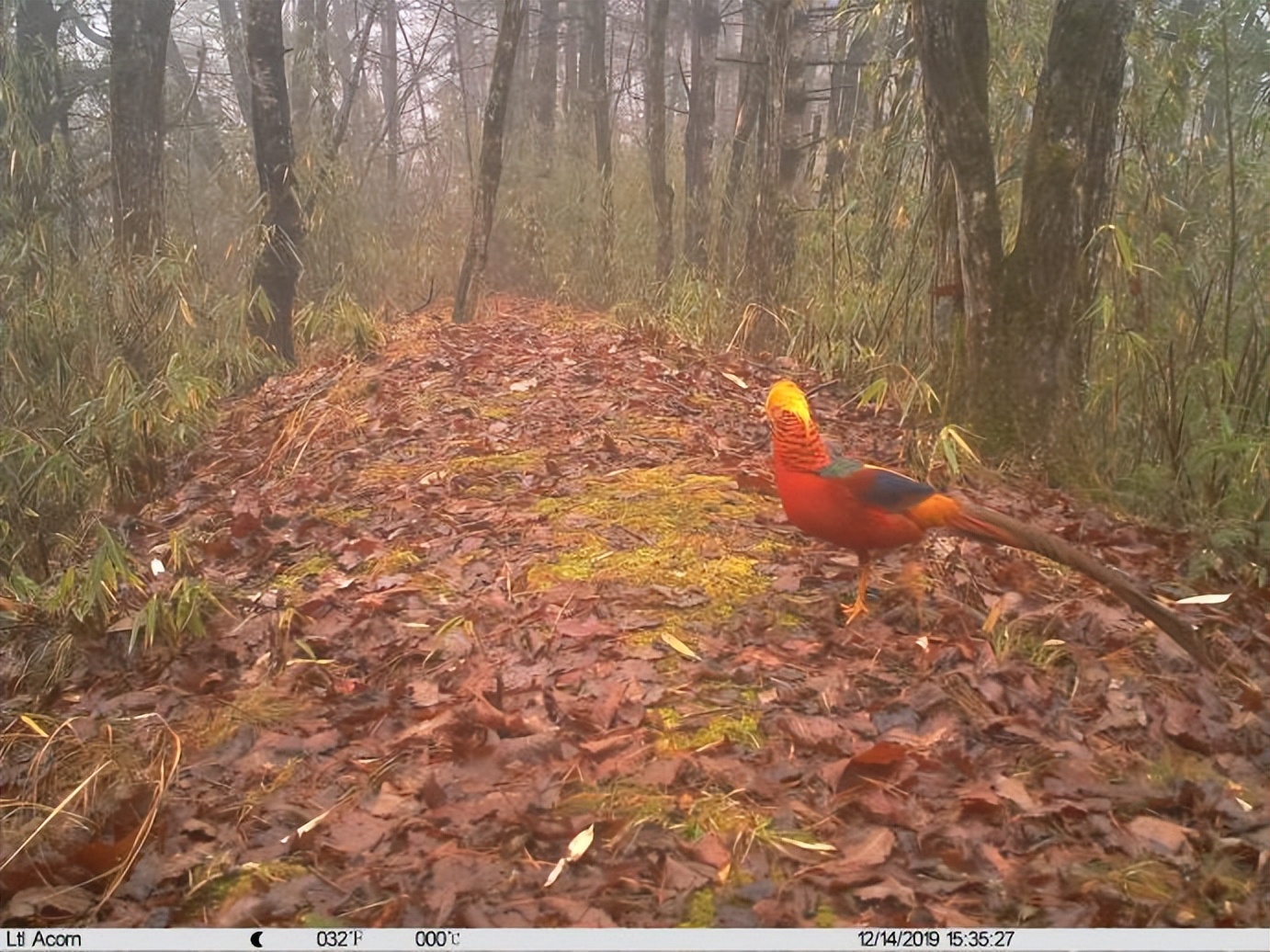 自然秘境大图鉴鸟类王国,奇妙大自然探秘鸟类世界