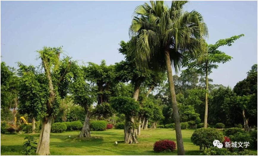 南宁名树博览园旅游攻略,巴马旅行