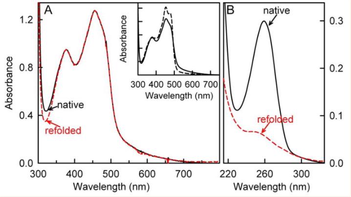 探究移动色氨酸是*霉素黄**抗生素合成黄素酶中内在电荷转移供体应用