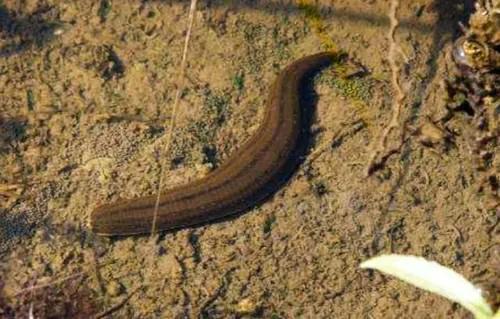 在农村喝井水会怎样,老家的泉水里面有蚂蟥
