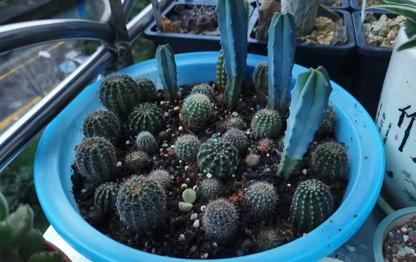 仙人球养护技巧和方法,仙人球的病虫害如何防治呢