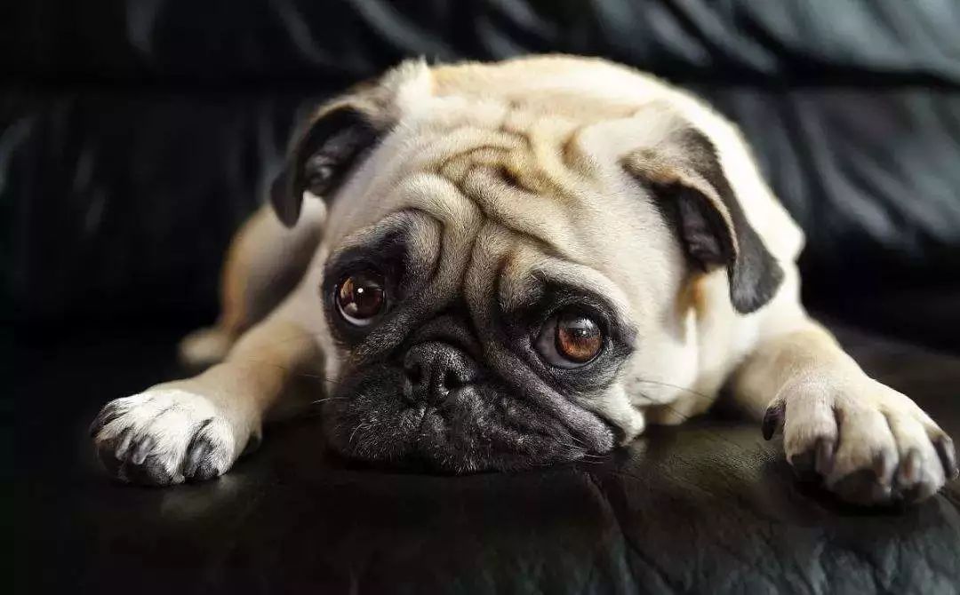 巴哥和法斗犬哪个好养,法斗和巴哥犬哪个好养