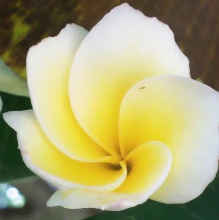 公园里各种花儿次第开放绚丽多姿,描述花儿妩媚多姿