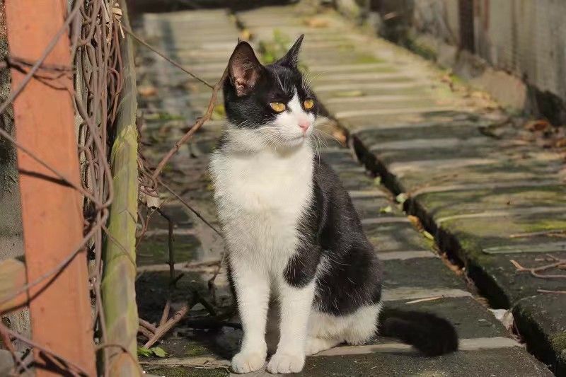 猫咪走丢了最快找回方法,猫咪走丢了怎么快速找回