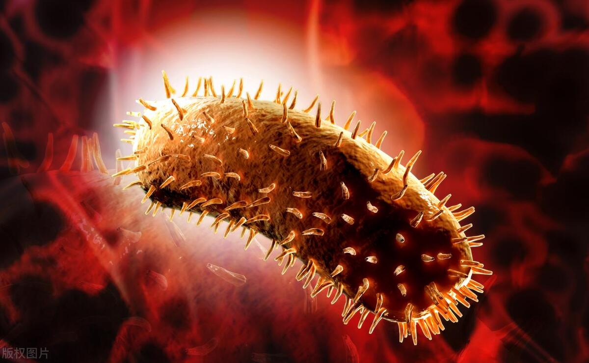 流浪猫咪没被咬过会得狂犬病吗,被小流浪猫咬得狂犬病的几率大吗