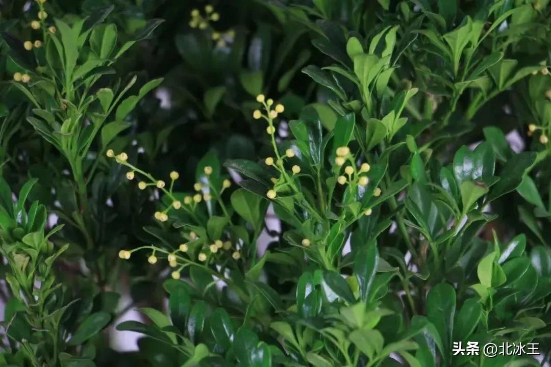 5度花草会冻死吗,5度以下不可露养的多肉